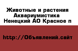 Животные и растения Аквариумистика. Ненецкий АО,Красное п.